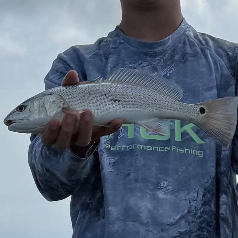 Red drum caught on Fishbrain