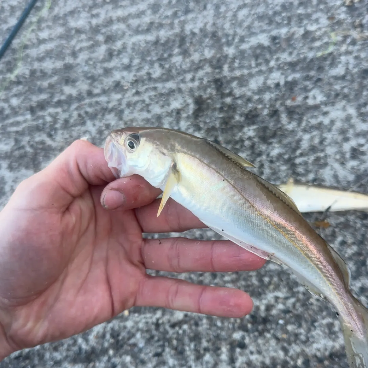Whiting caught on Fishbrain