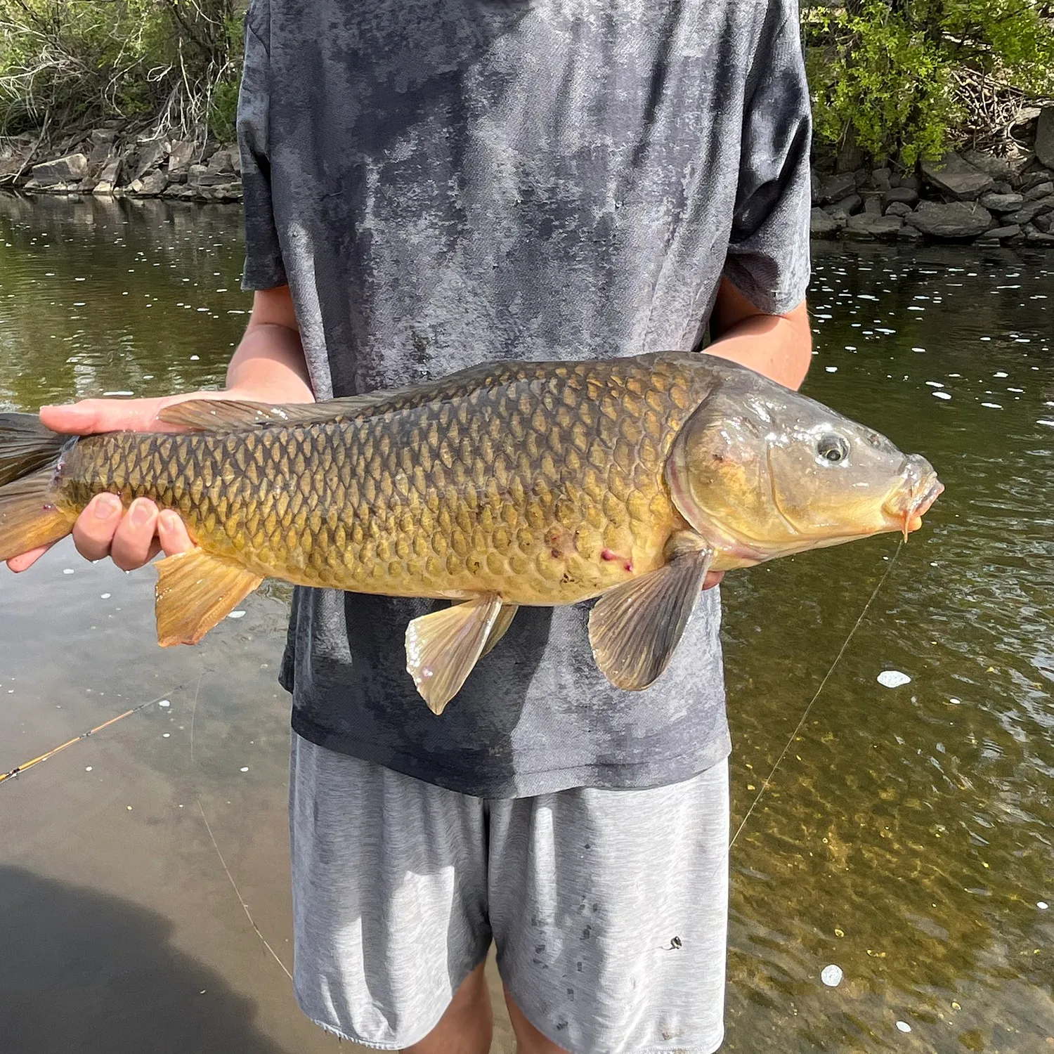 Common carp caught on Fishbrain