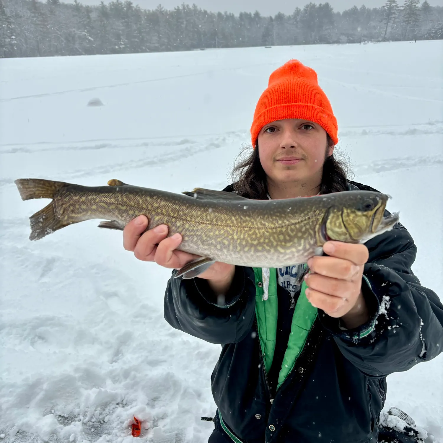 The most recent Tiger trout catches on Fishbrain