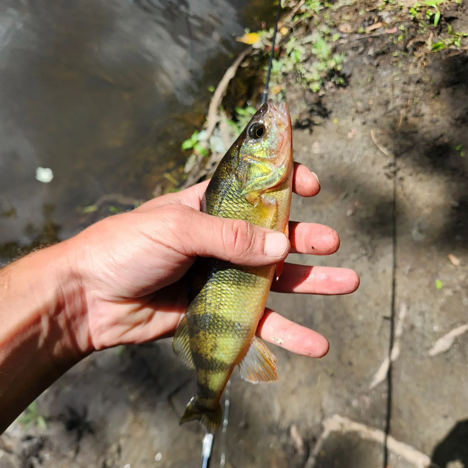 Yellow perch caught on Fishbrain