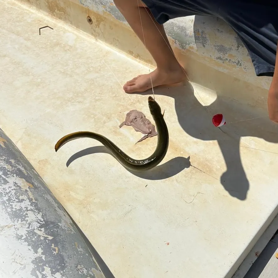 American eel caught on Fishbrain