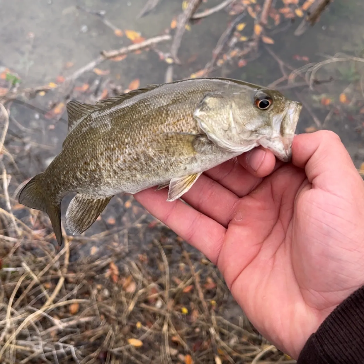 Smallmouth bass caught on Fishbrain