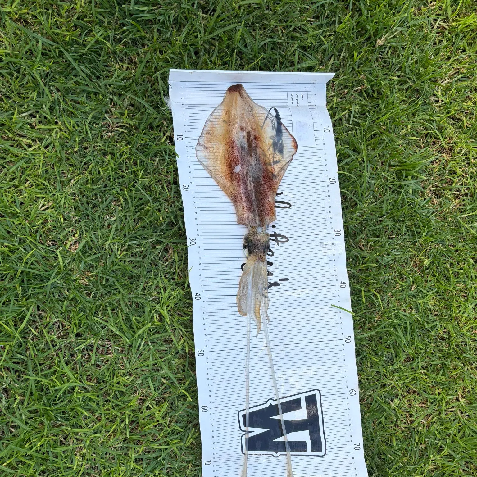 The most recent Southern calamari catches on Fishbrain