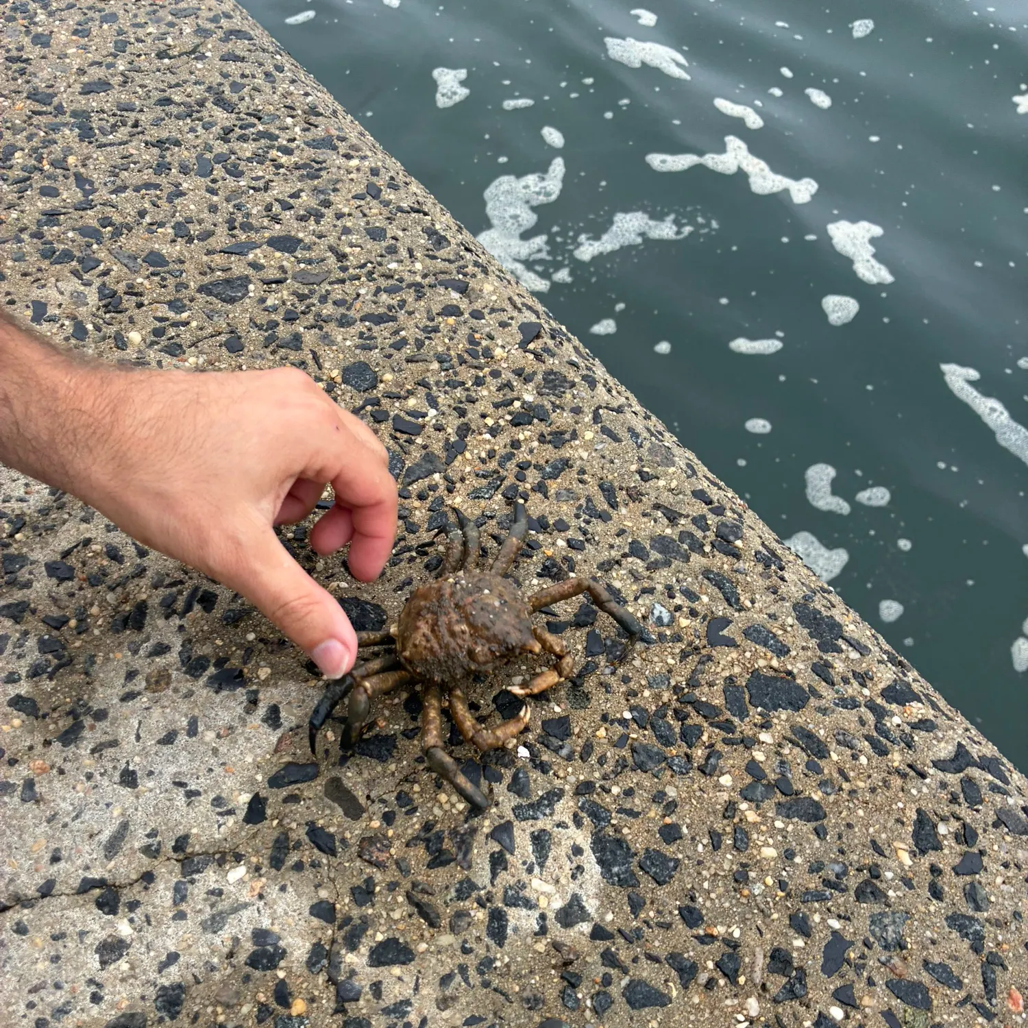 The most recent Atlantic rock crab catches on Fishbrain