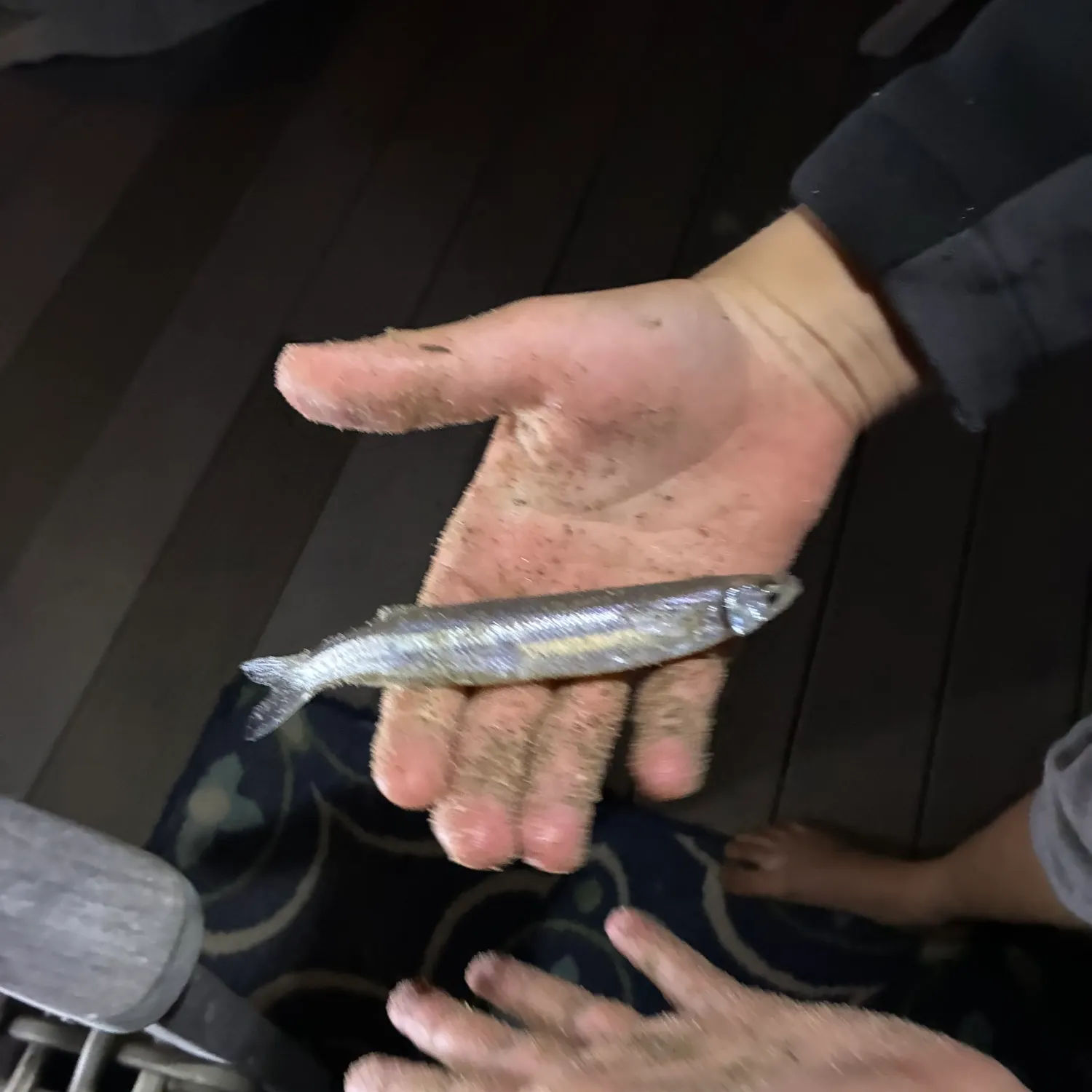 The most recent California grunion catches on Fishbrain