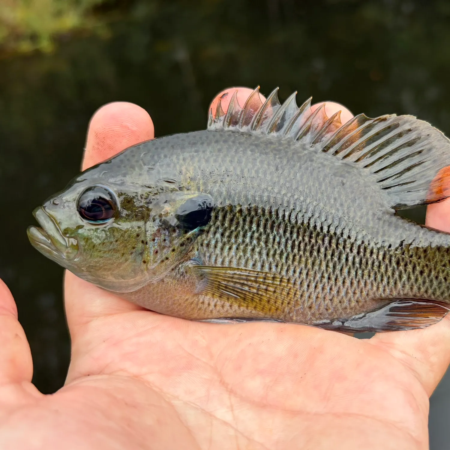 Spotted sunfish caught on Fishbrain