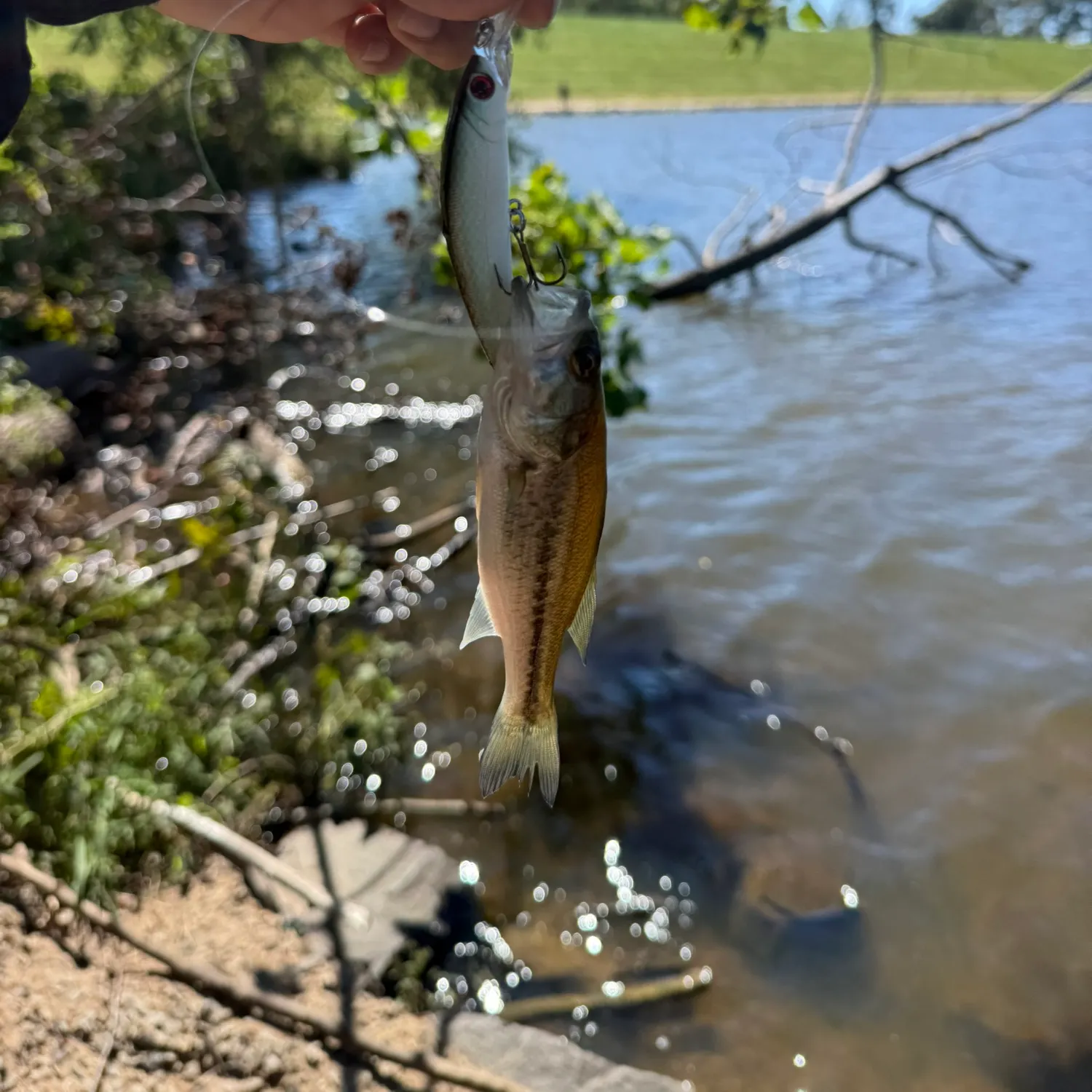 Largemouth bass caught on Fishbrain