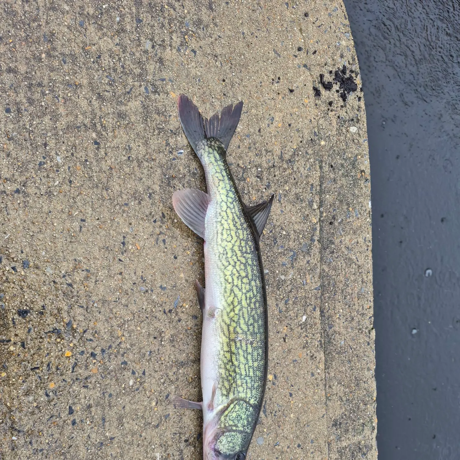 Chain pickerel caught on Fishbrain