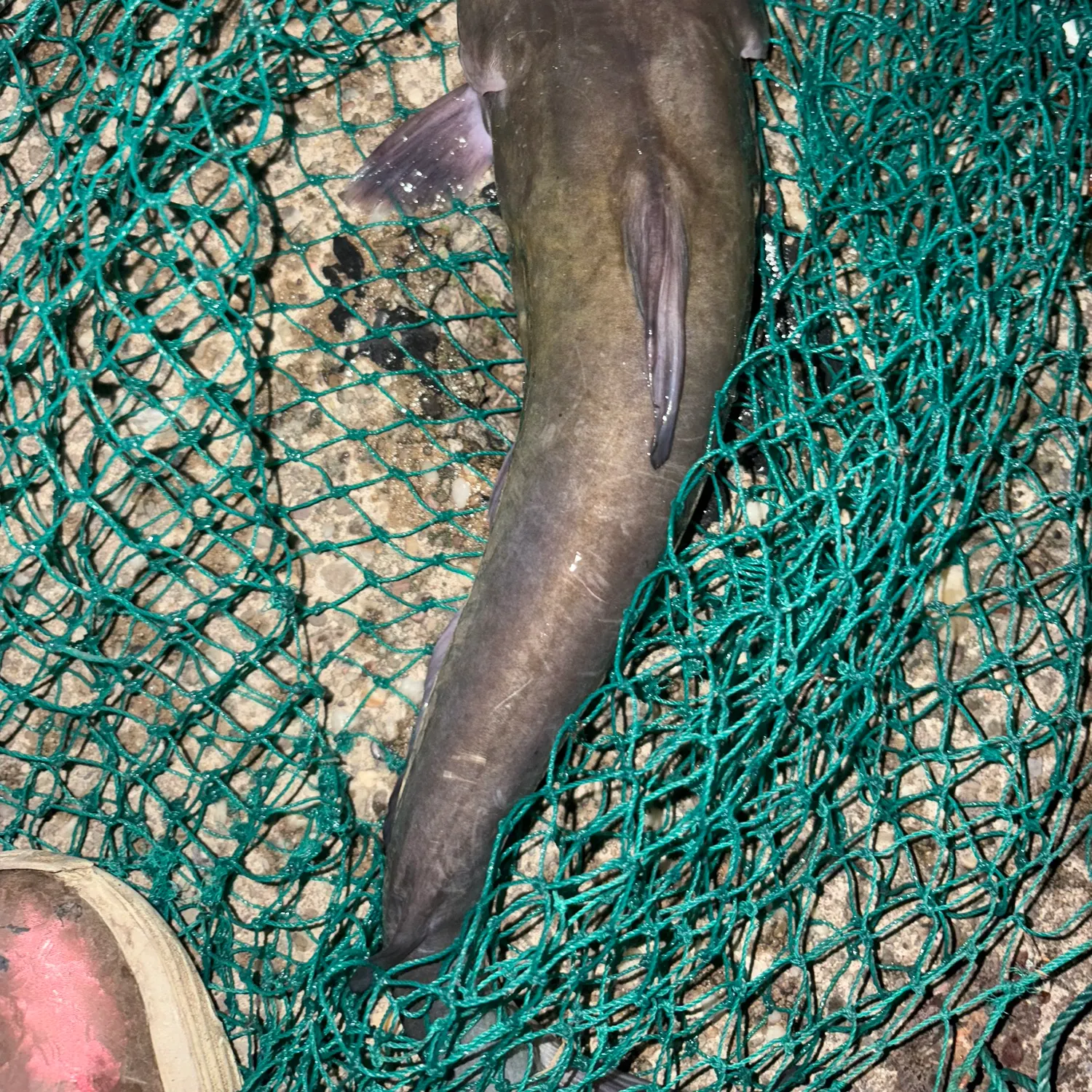 Channel catfish caught on Fishbrain