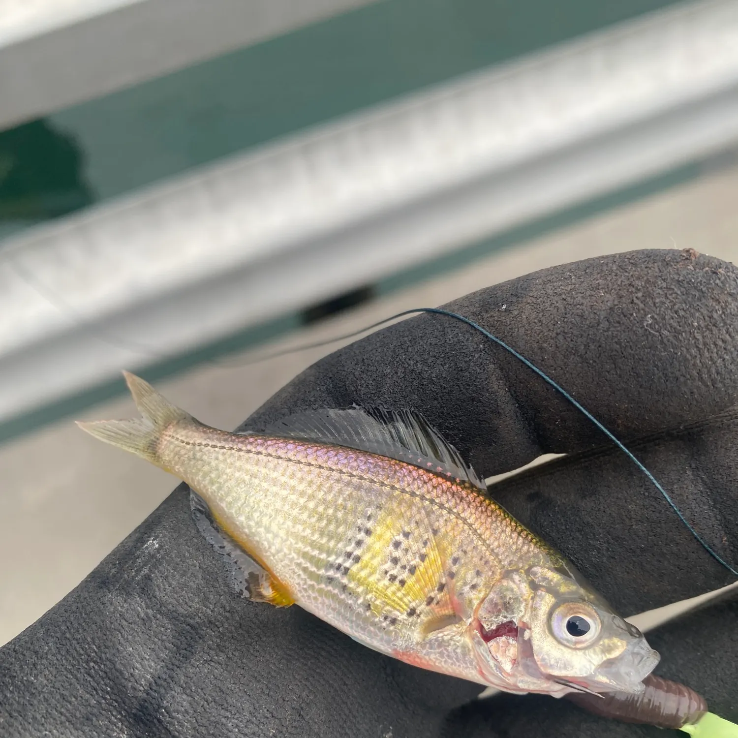 Shiner perch caught on Fishbrain