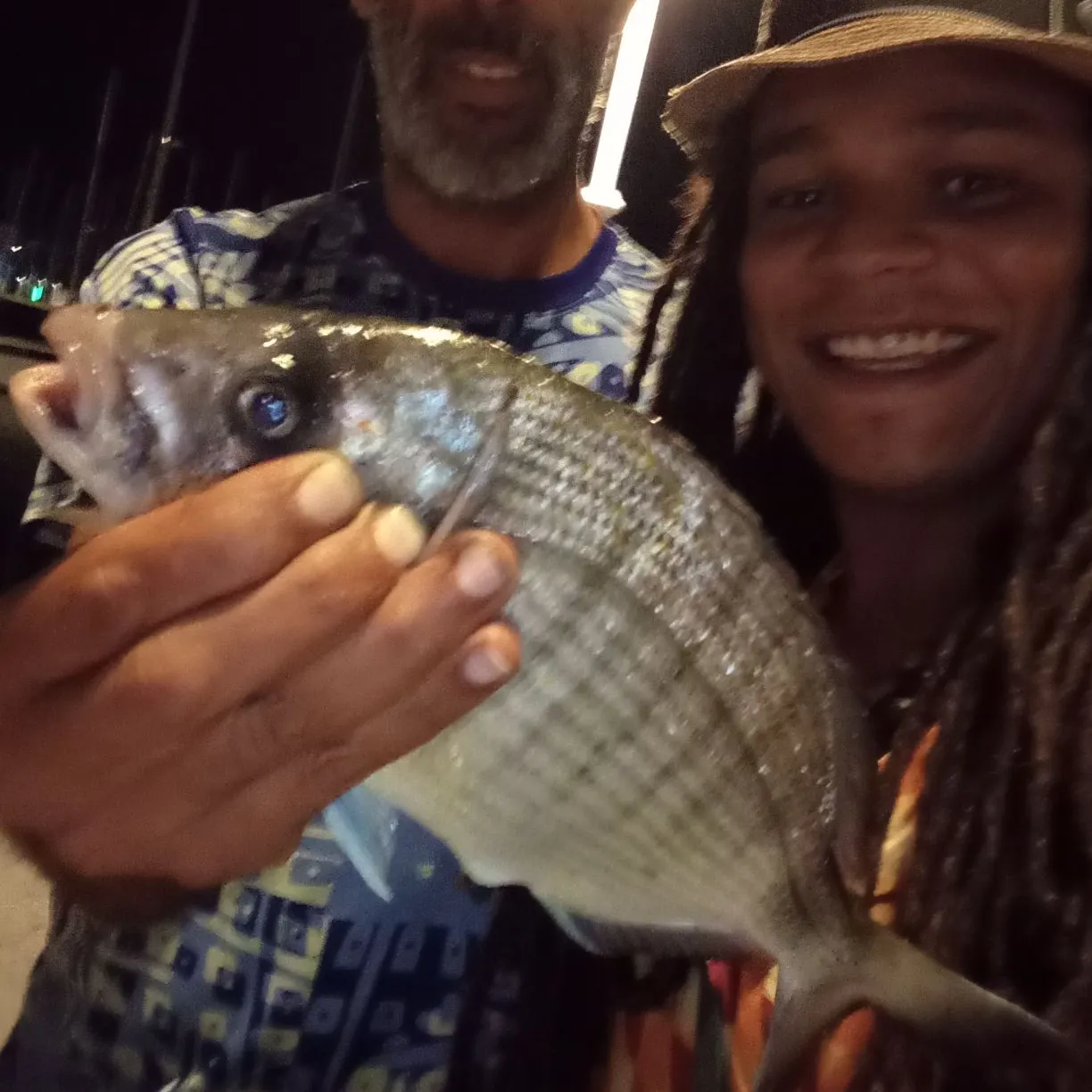 The most recent Largescale mullet catches on Fishbrain