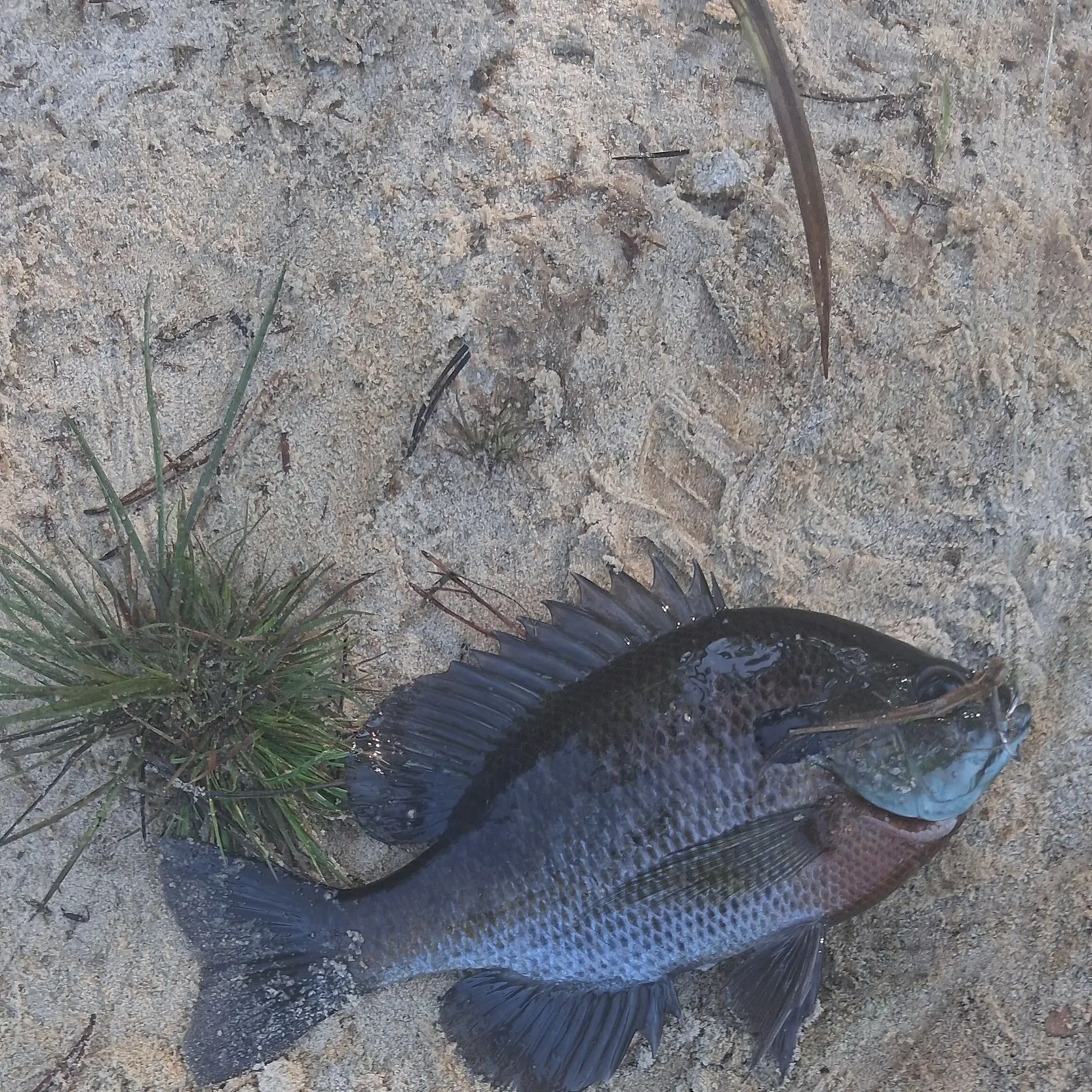 Bluegill caught on Fishbrain