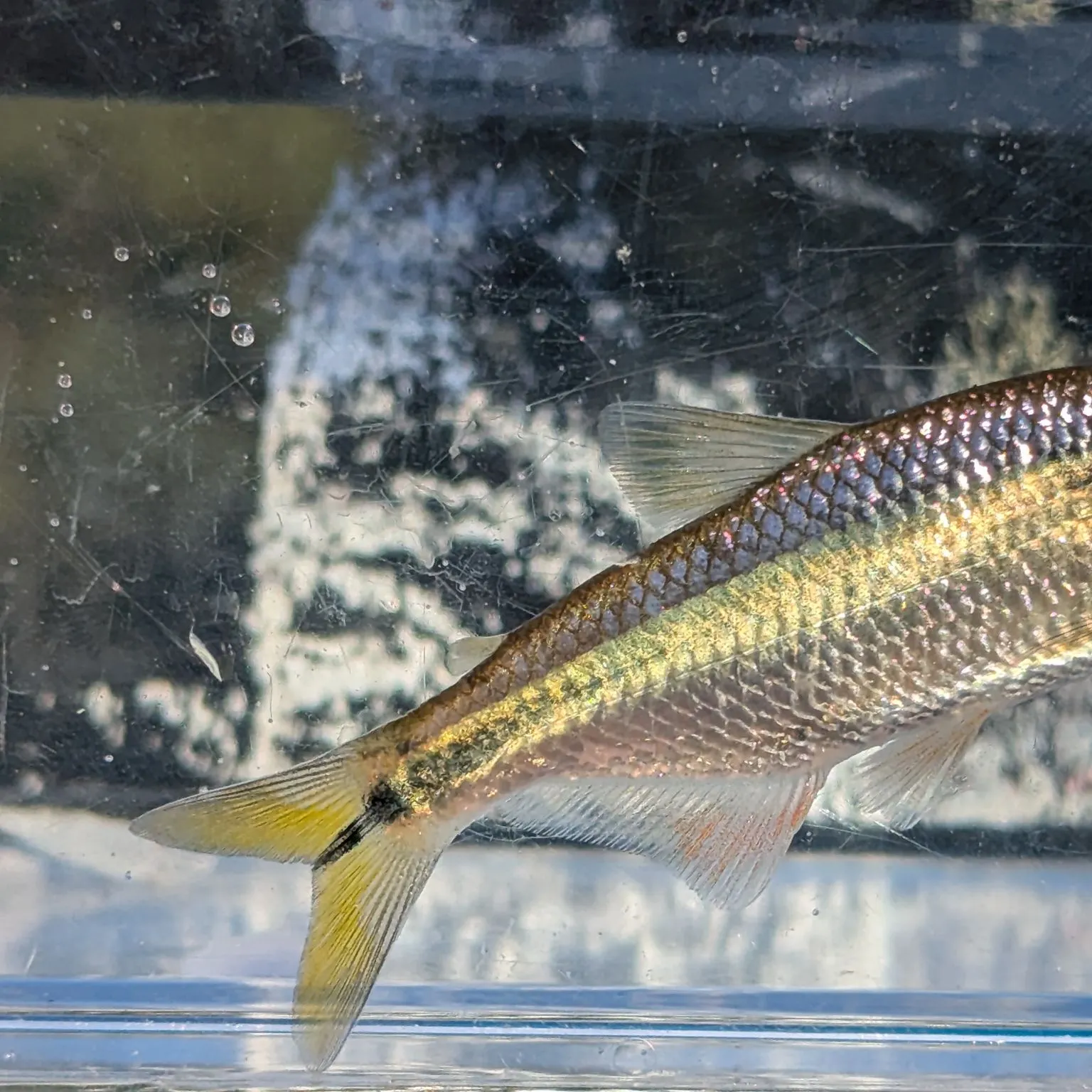 The most recent Texan tetra catches on Fishbrain