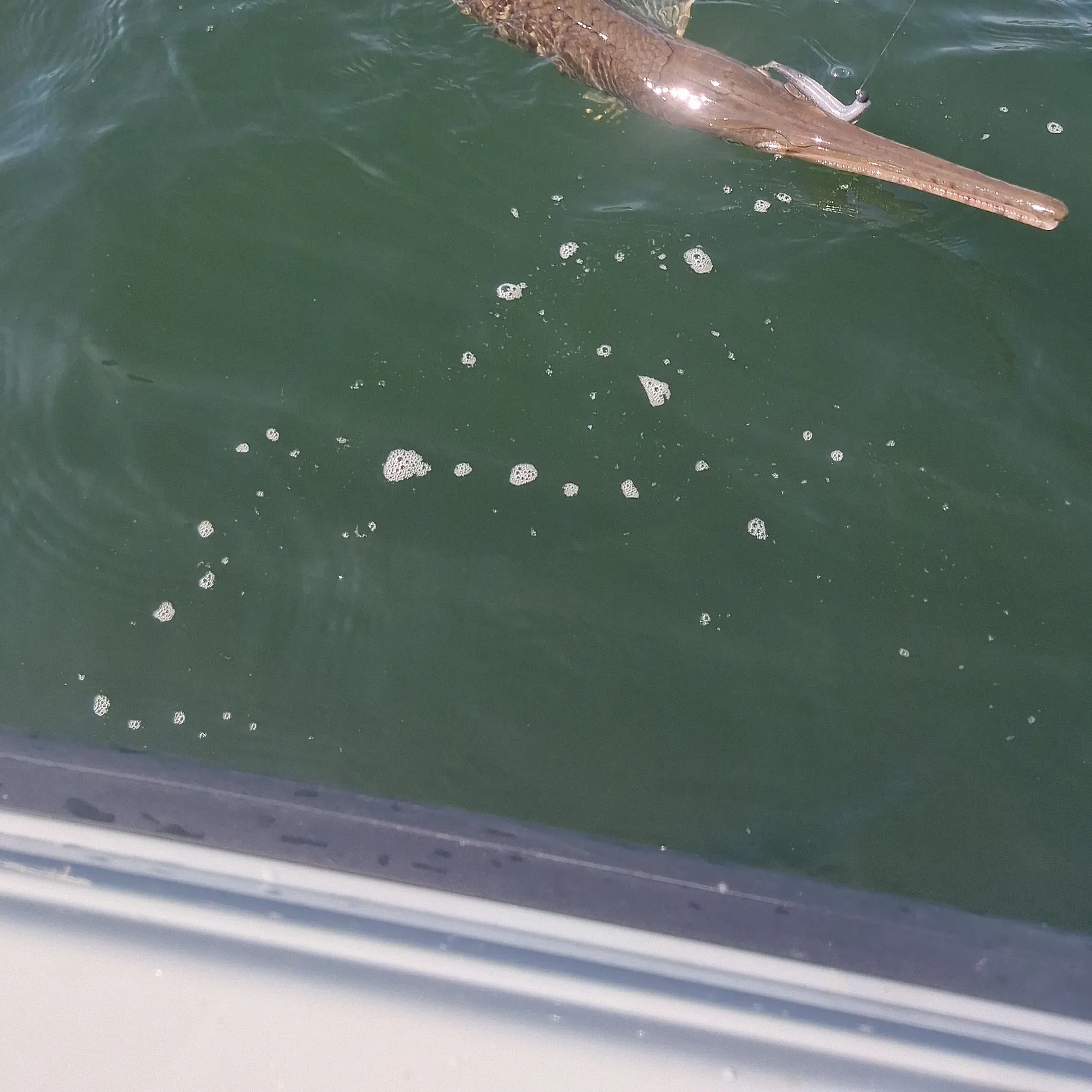 The most recent Longnose gar catches on Fishbrain