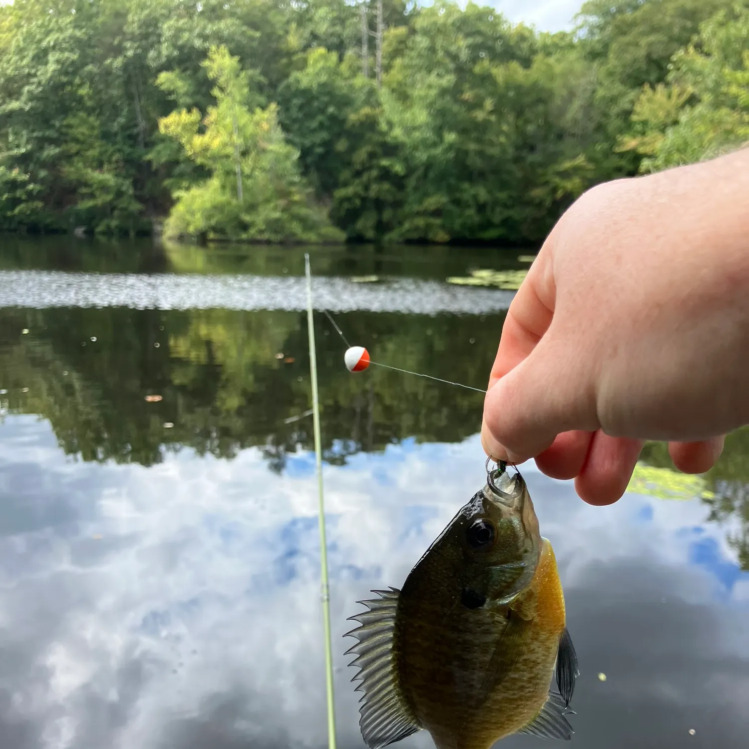 Bluegill caught on Fishbrain