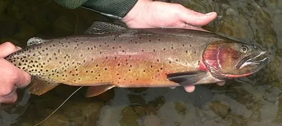 Yellowstone cutthroat trout