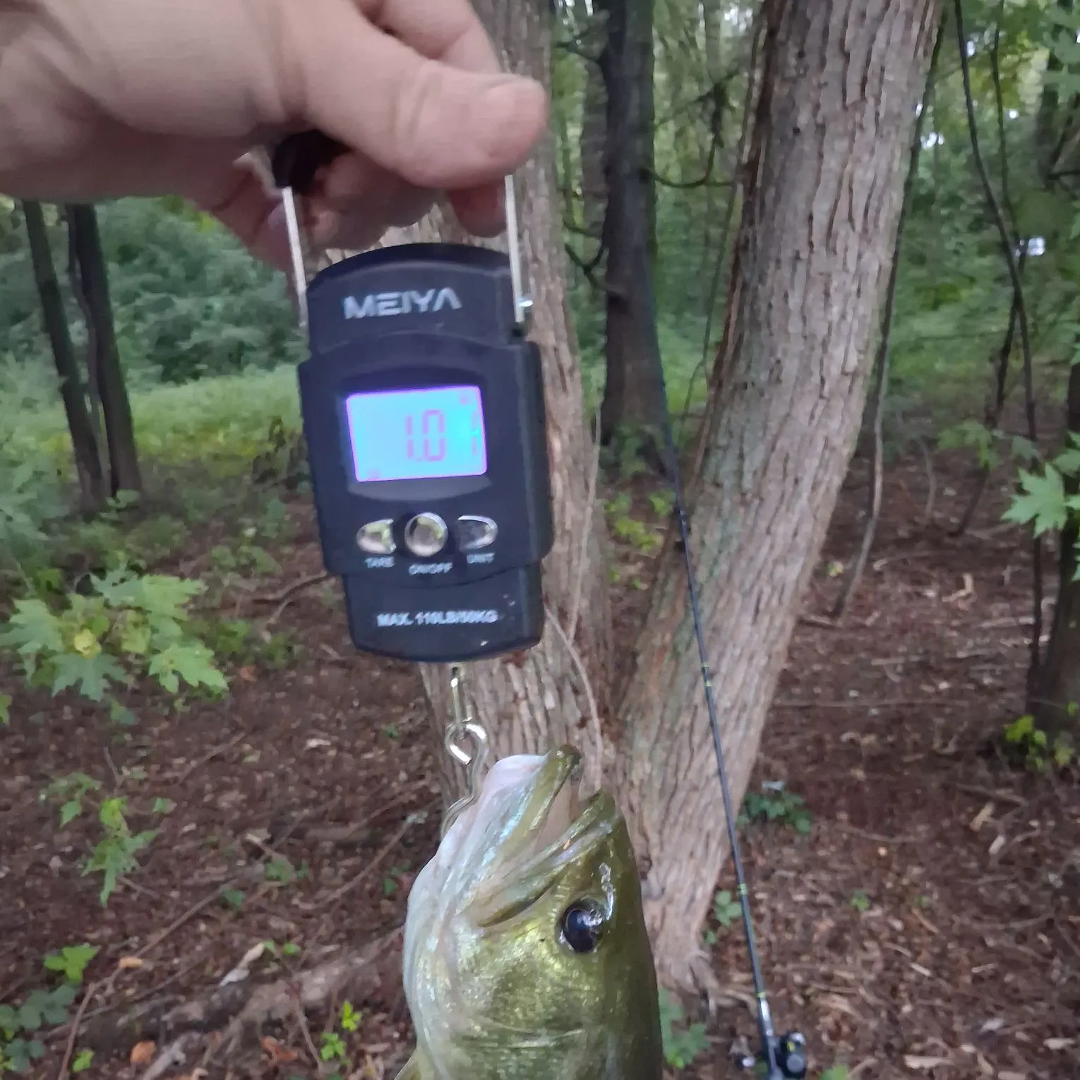 Largemouth bass caught on Fishbrain