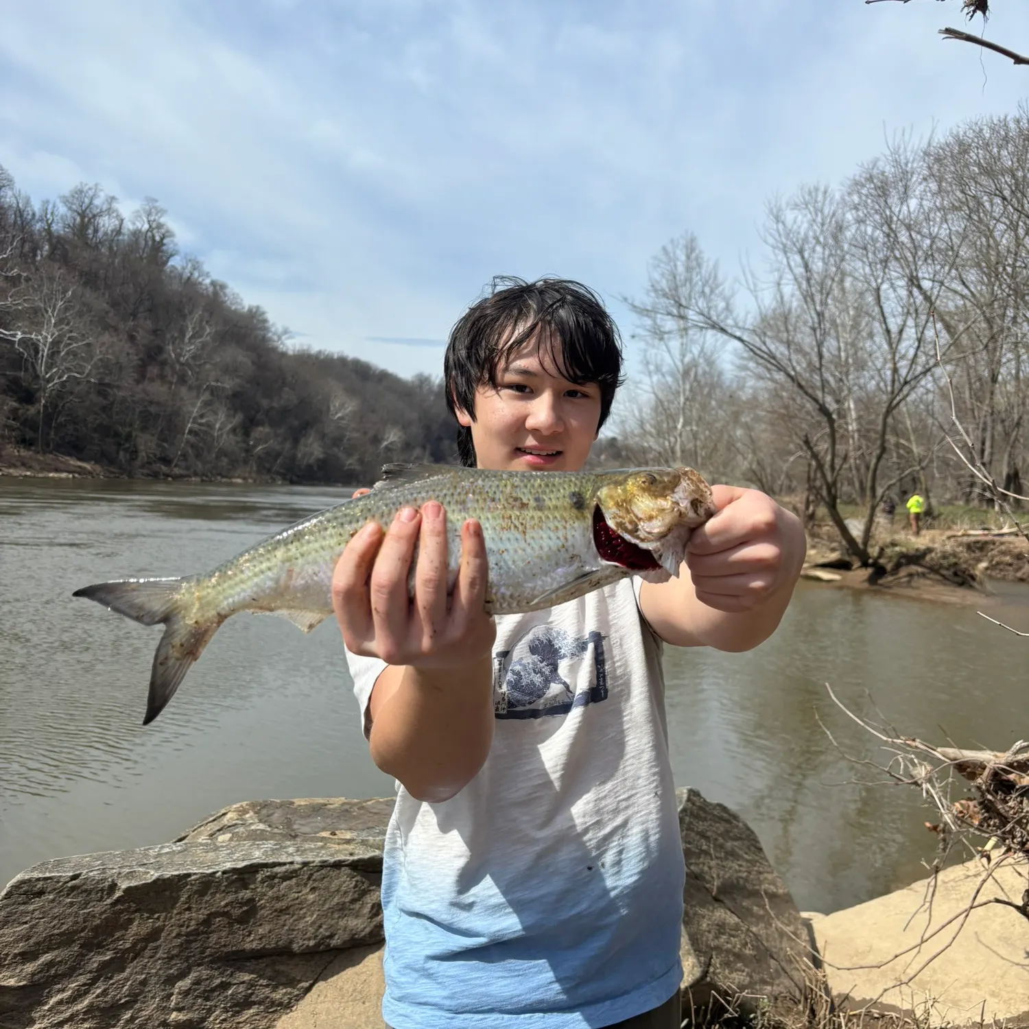 The most recent Hickory shad catches on Fishbrain