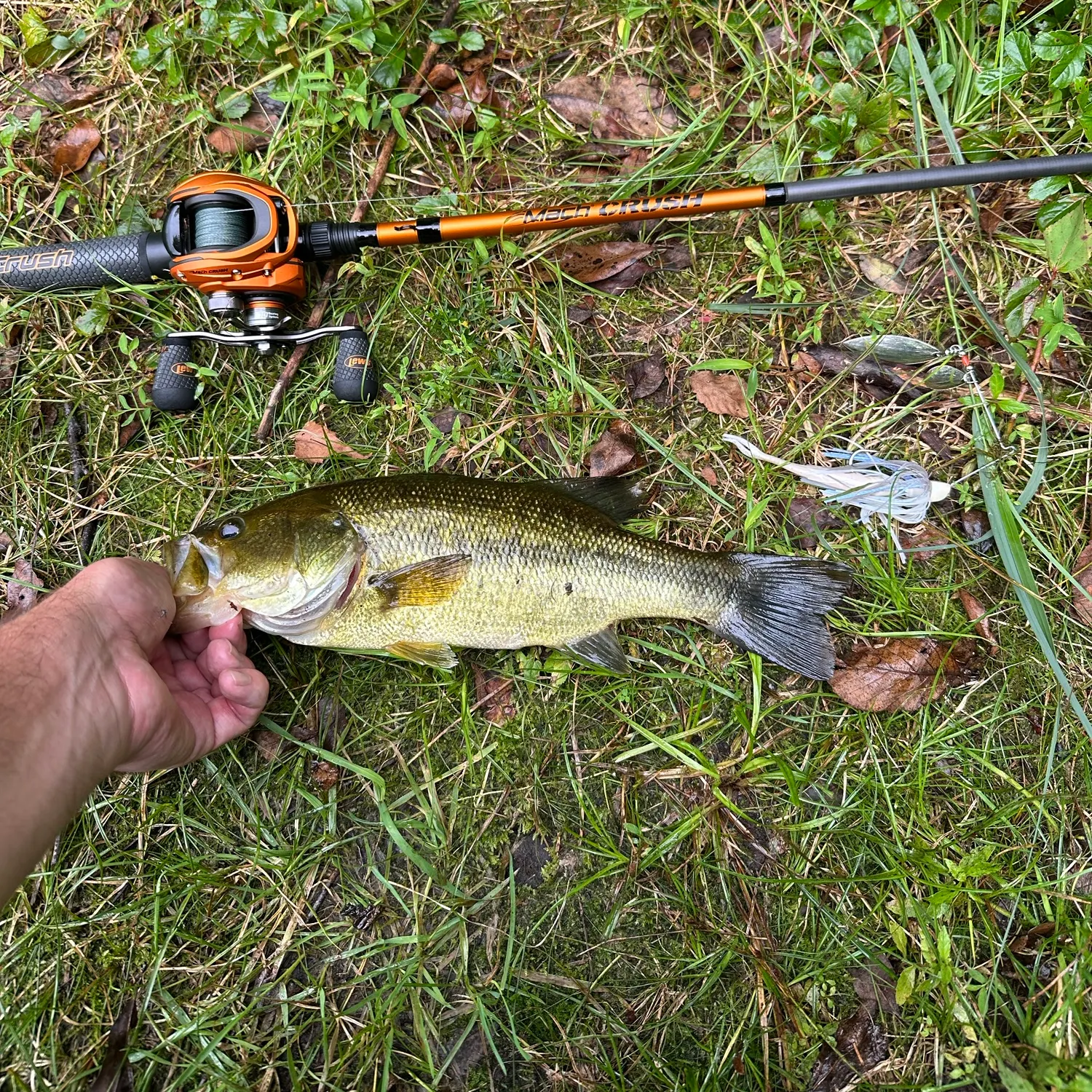 Largemouth bass caught on Fishbrain