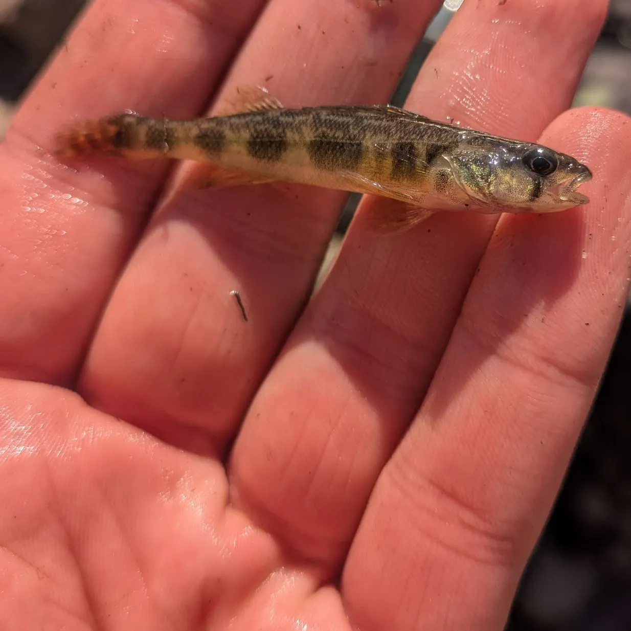 The most recent Blackside darter catches on Fishbrain