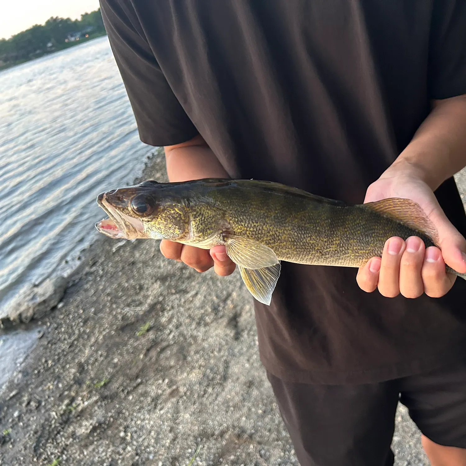 The most recent Walleye catches on Fishbrain