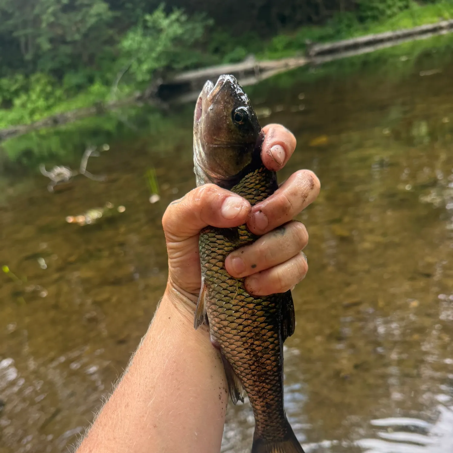 Fallfish caught on Fishbrain