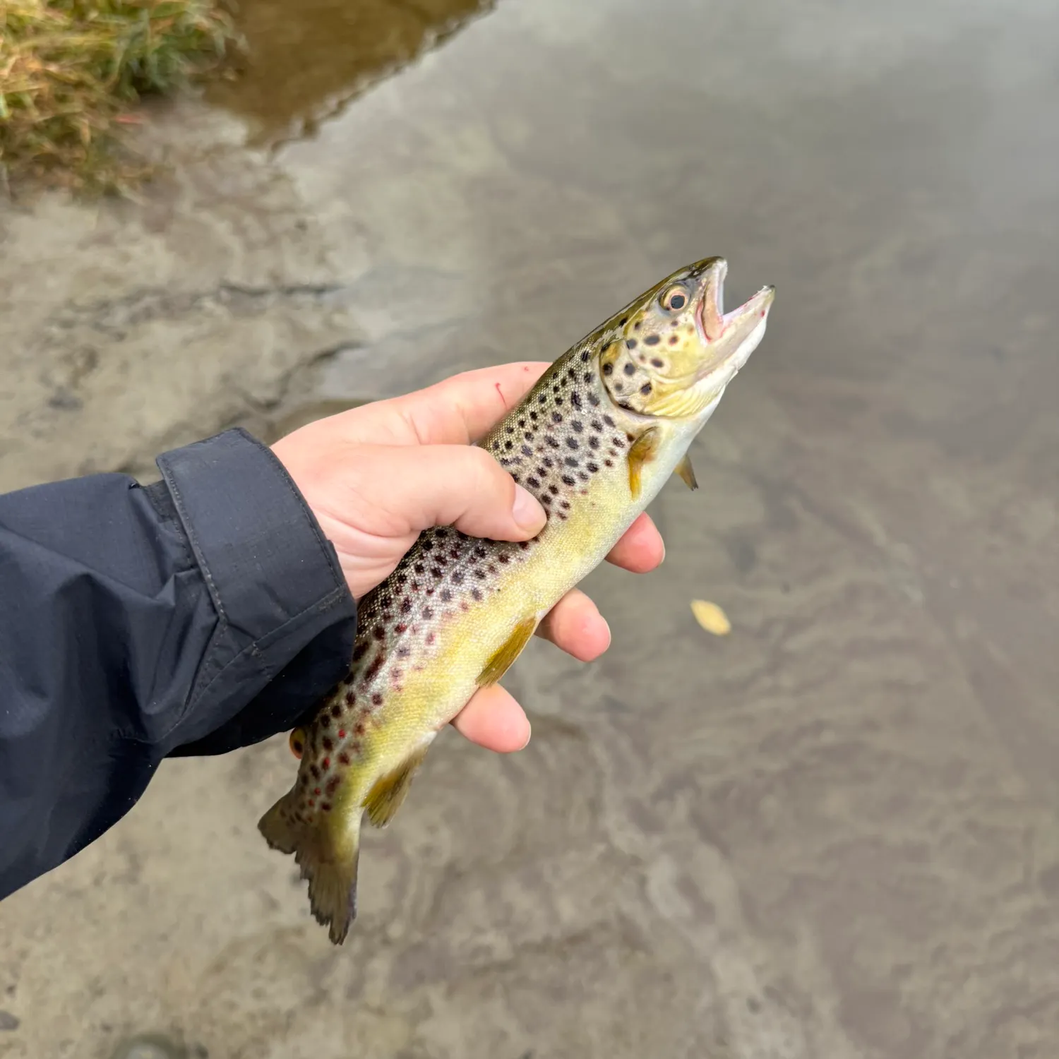 Brown trout caught on Fishbrain