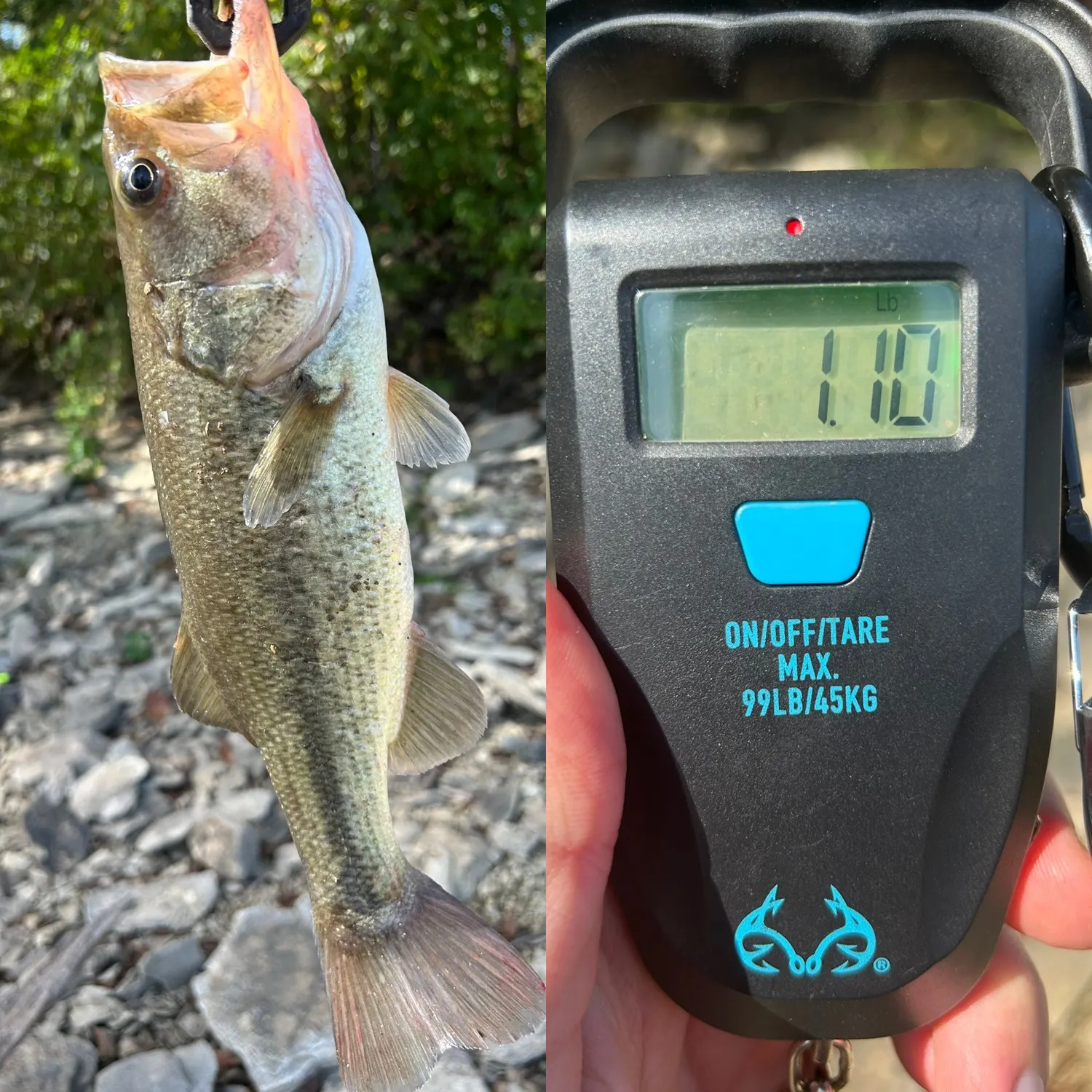 Largemouth bass caught on Fishbrain