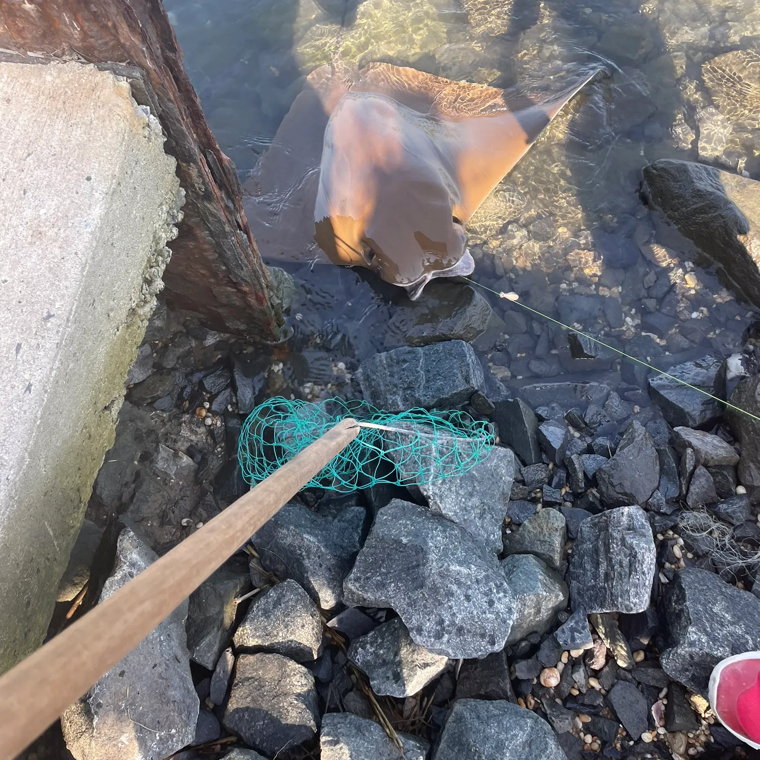 The most recent Cownose Ray catches on Fishbrain