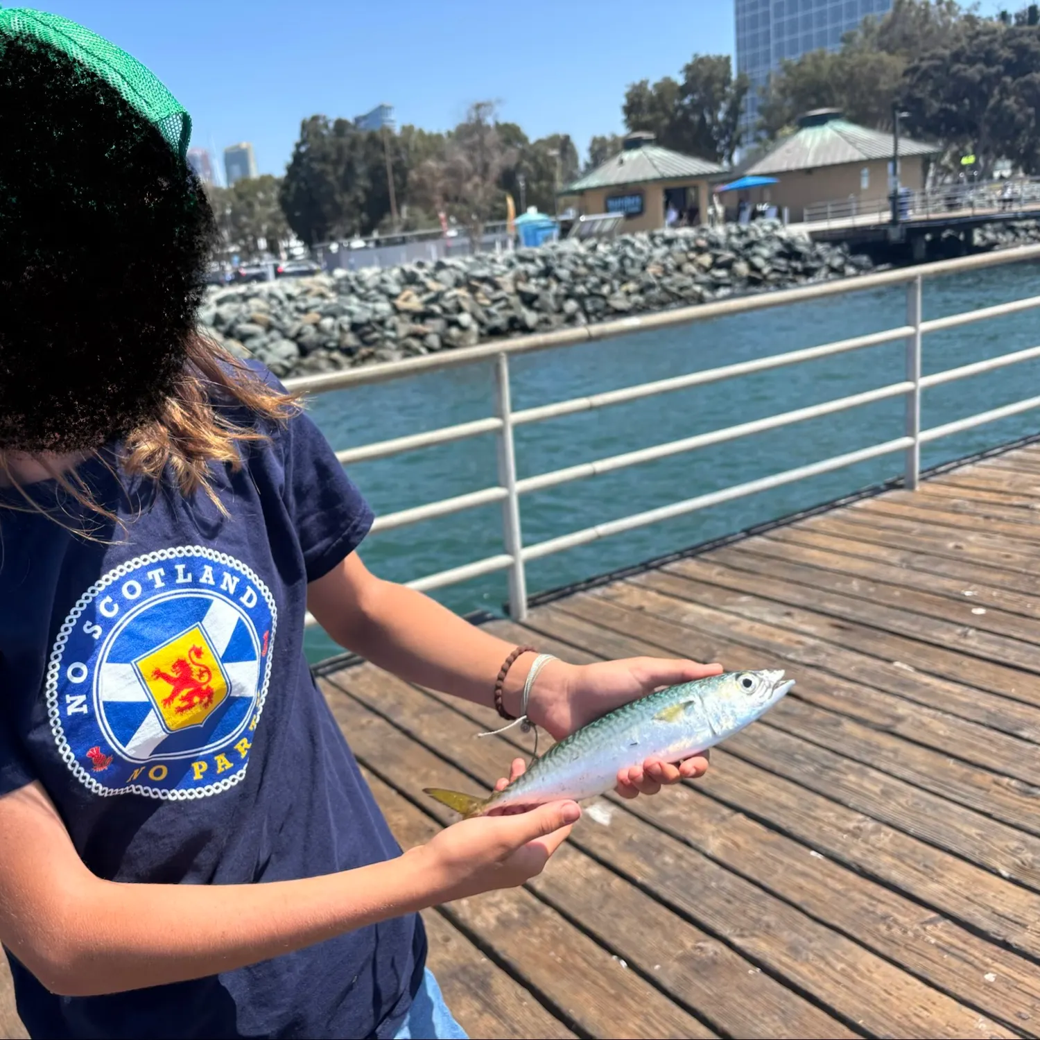 Pacific chub mackerel caught on Fishbrain
