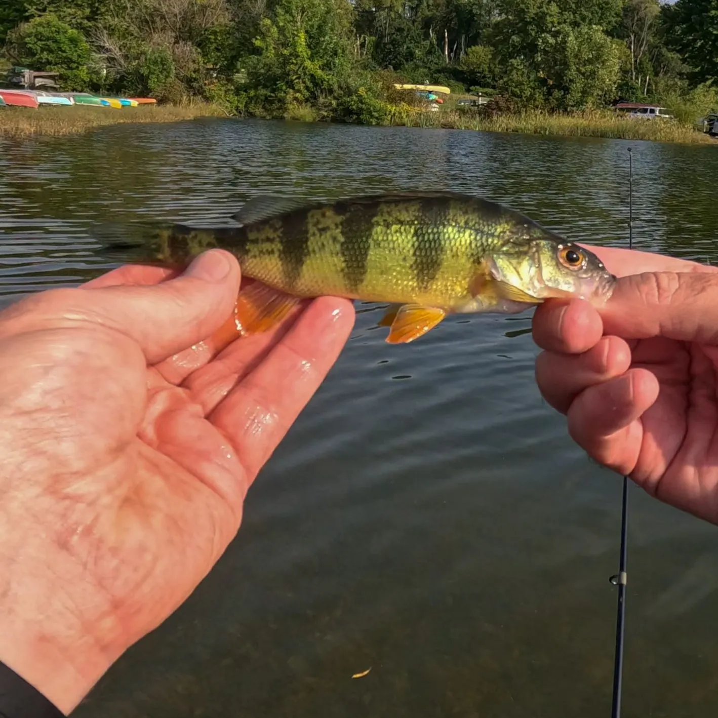 Yellow perch caught on Fishbrain