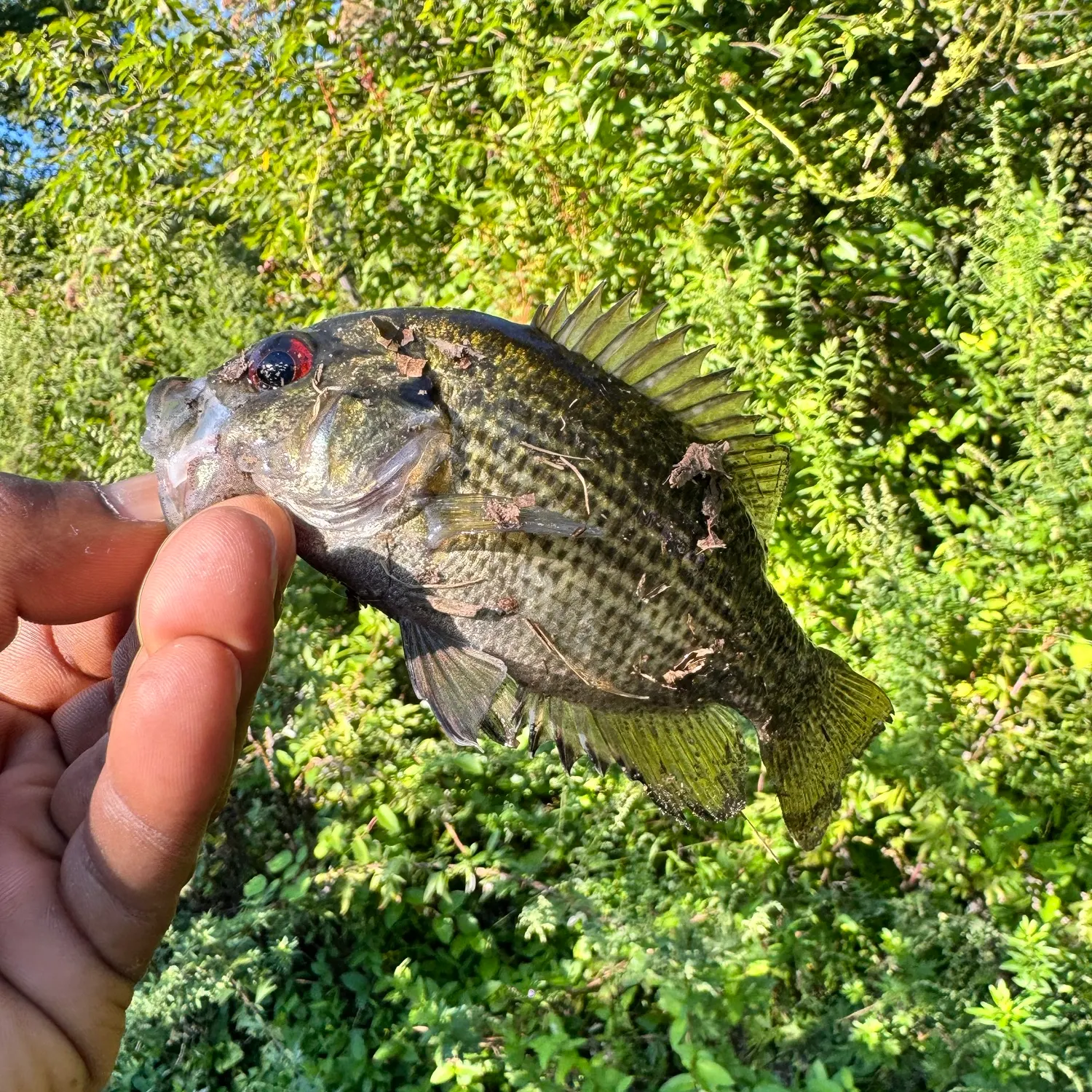 Rock bass caught on Fishbrain