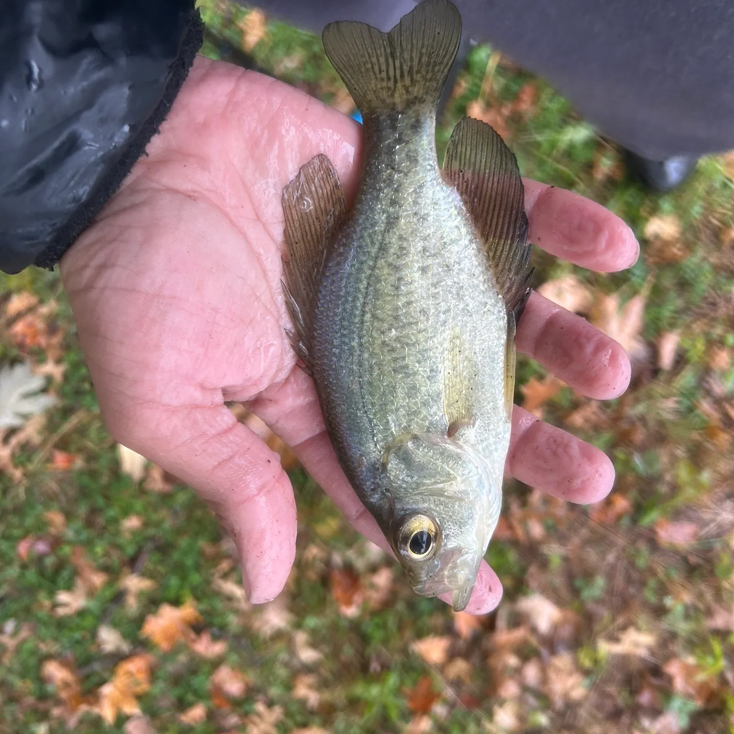 White crappie caught on Fishbrain