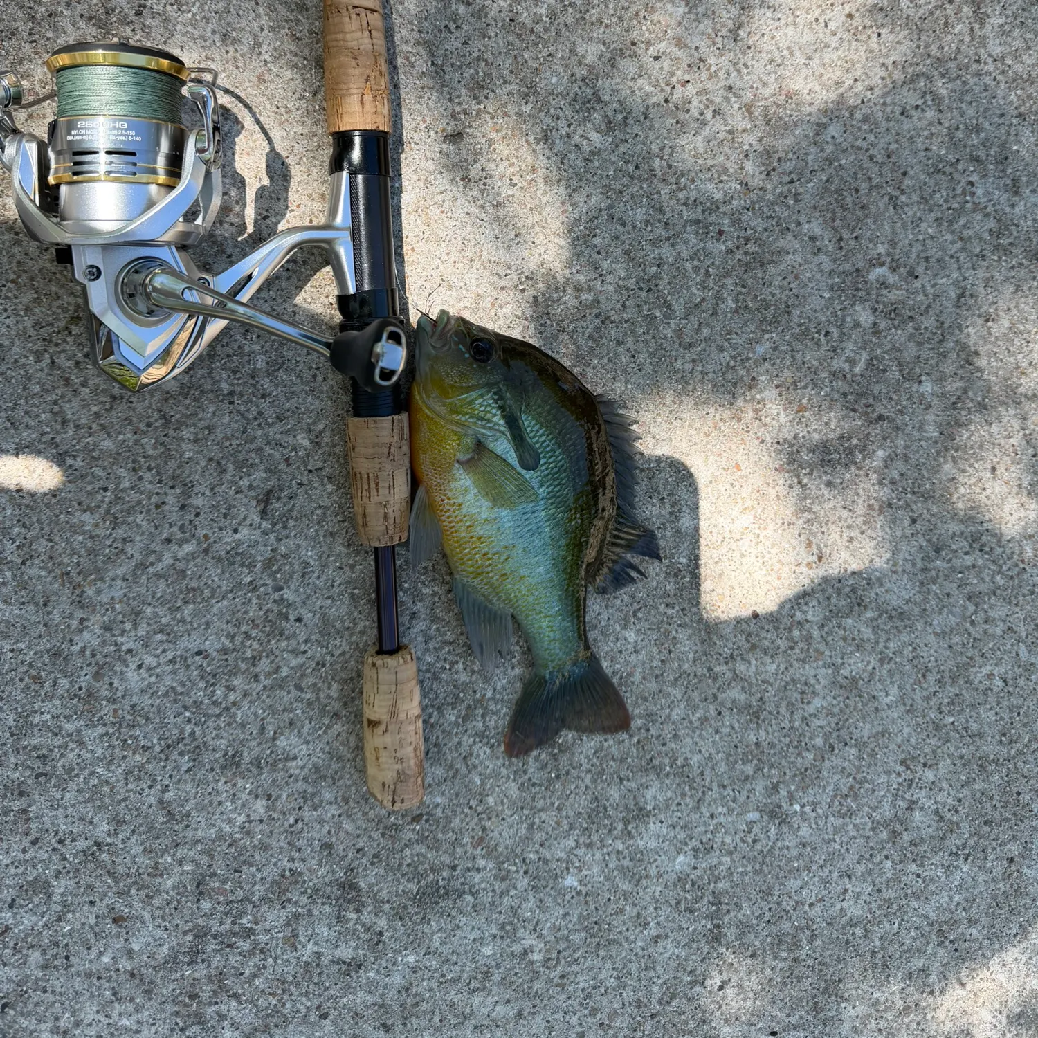 recently logged catches