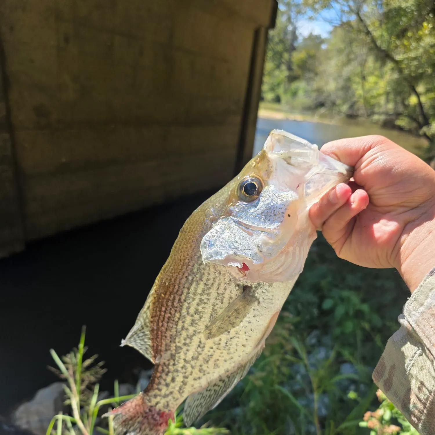 White crappie caught on Fishbrain