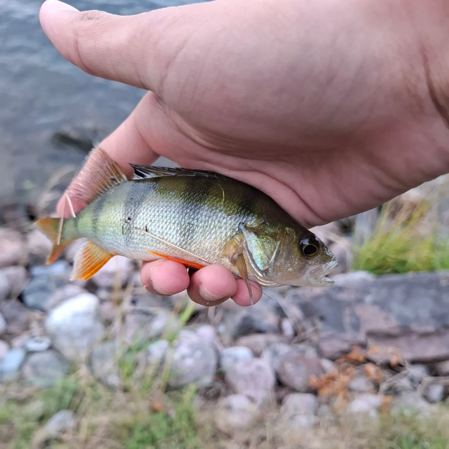 European perch caught on Fishbrain