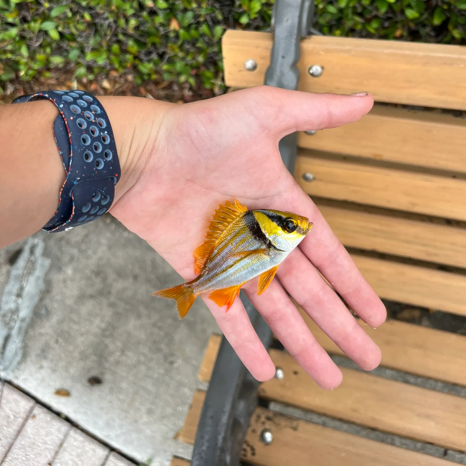 The most recent Atlantic porkfish catches on Fishbrain