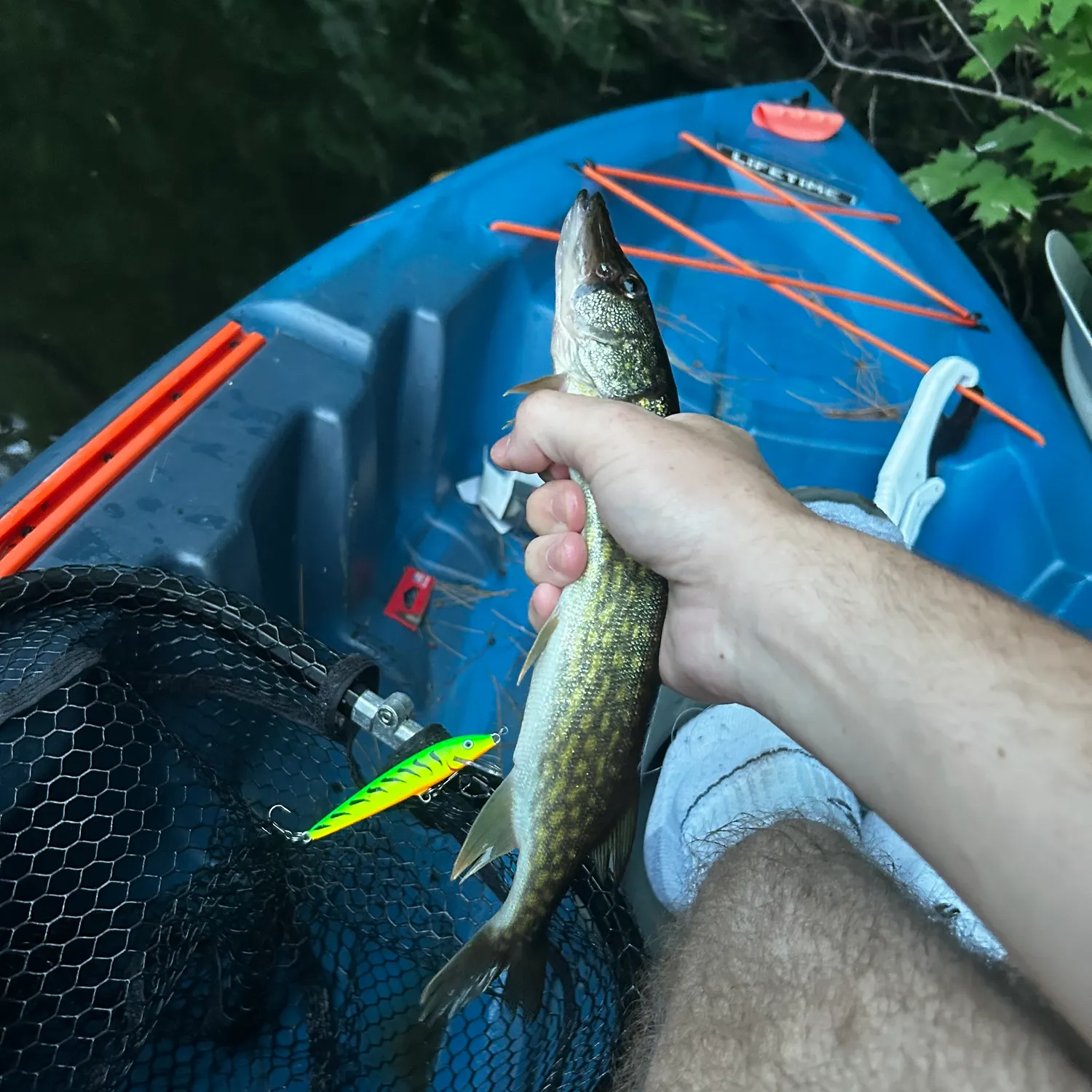 The most recent Chain pickerel catches on Fishbrain