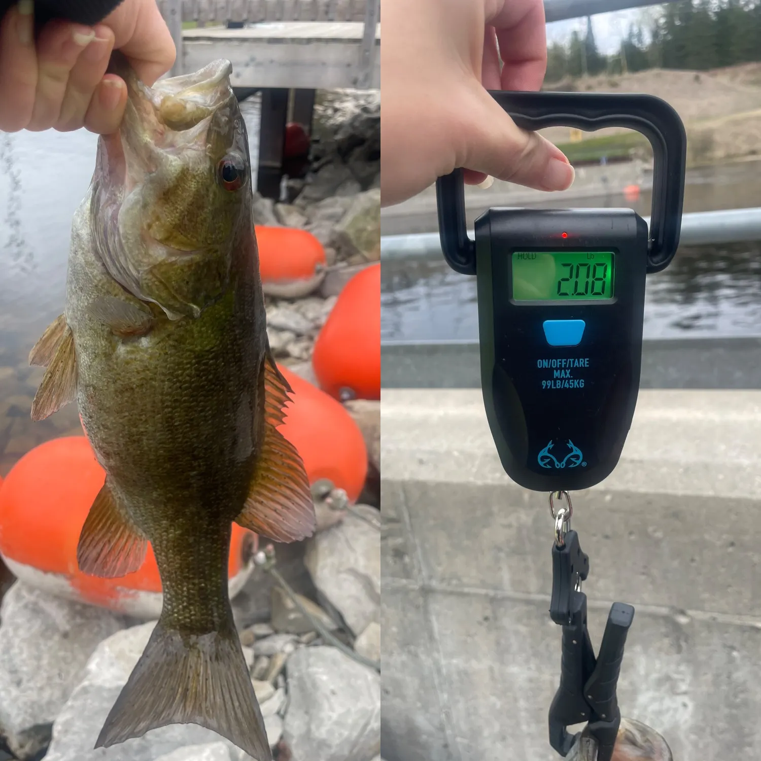 recently logged catches