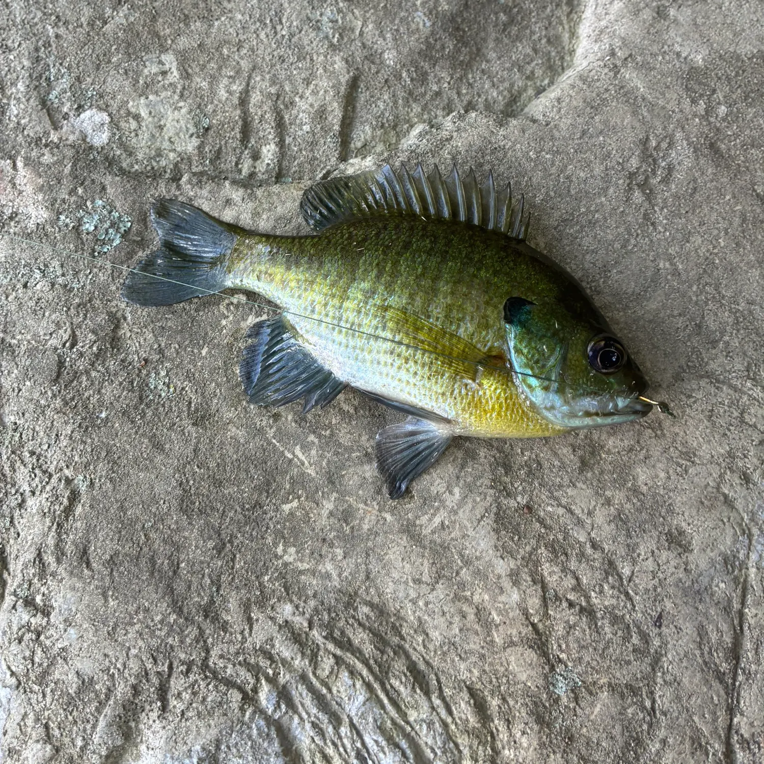 Bluegill caught on Fishbrain