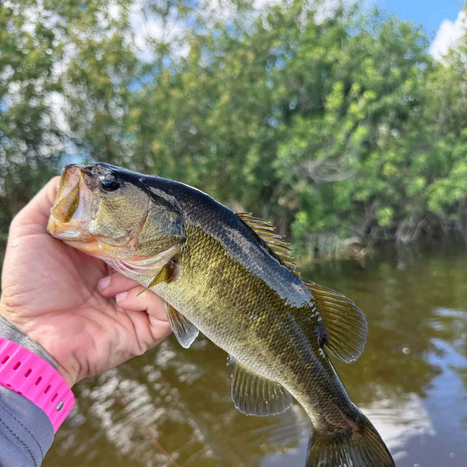 Largemouth bass caught on Fishbrain