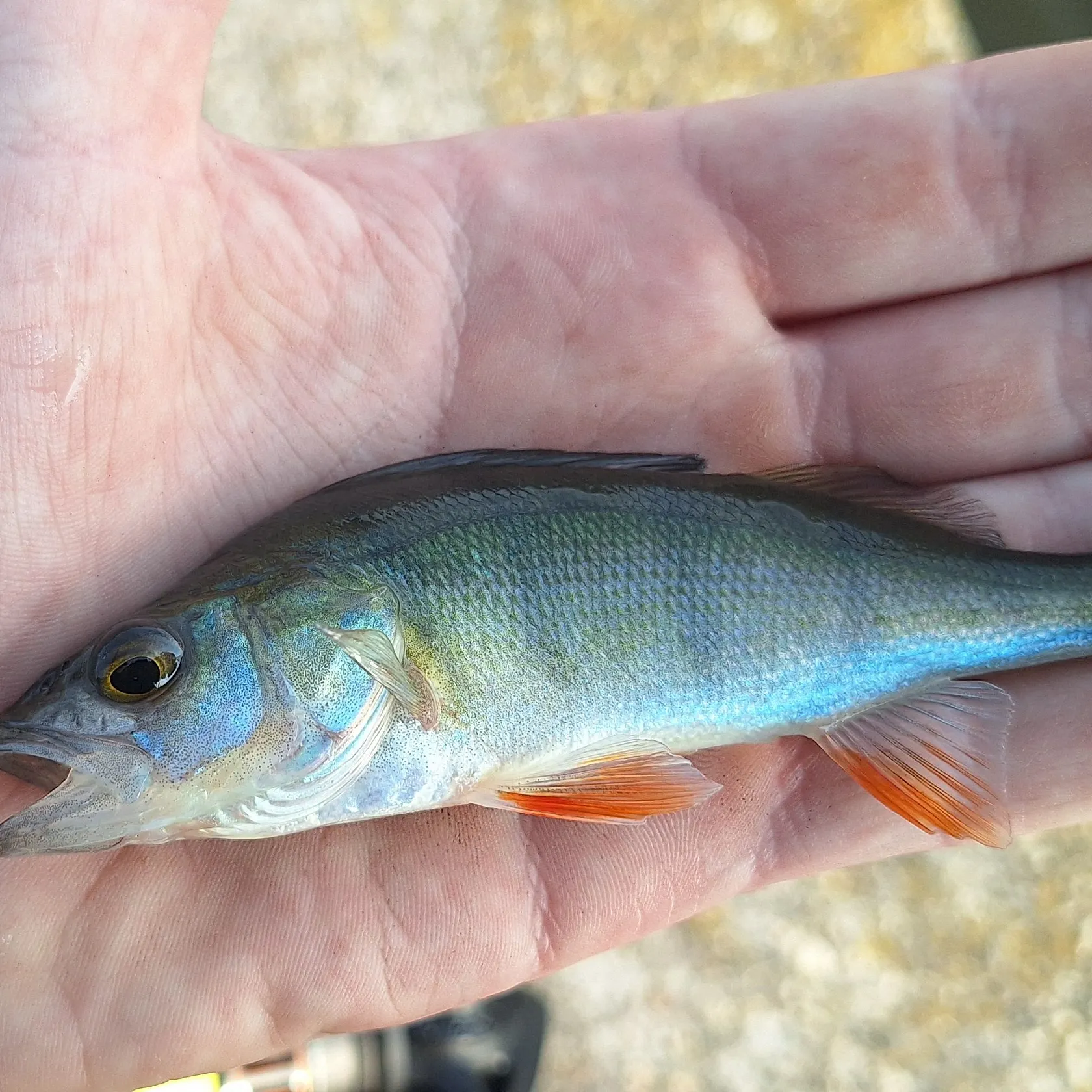 European perch caught on Fishbrain
