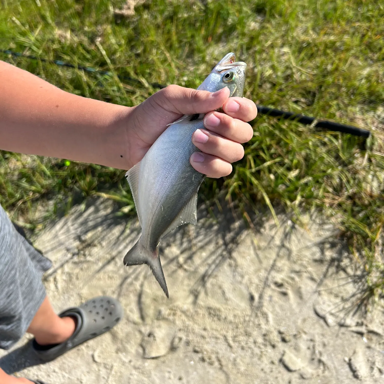 Bluefish caught on Fishbrain