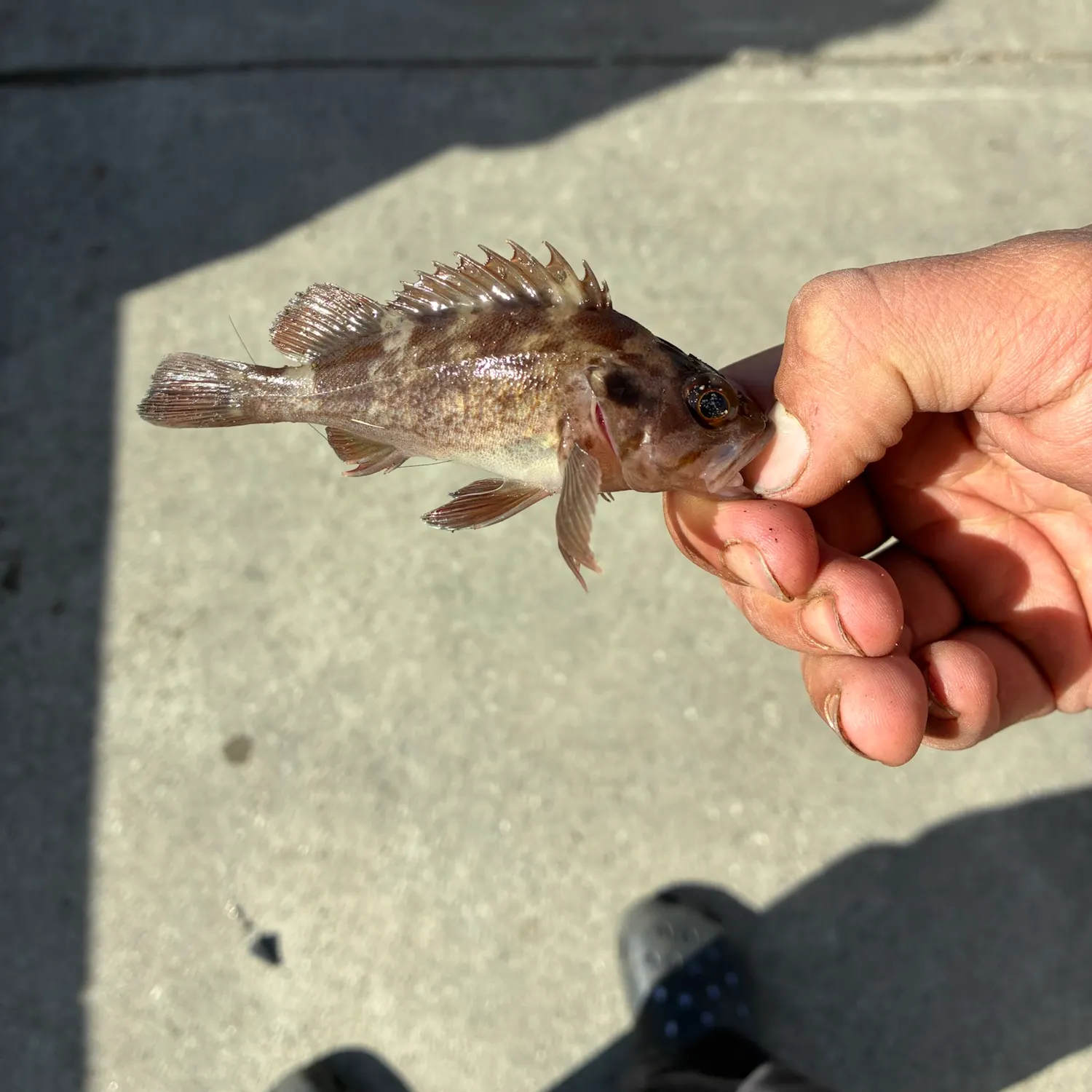 catch