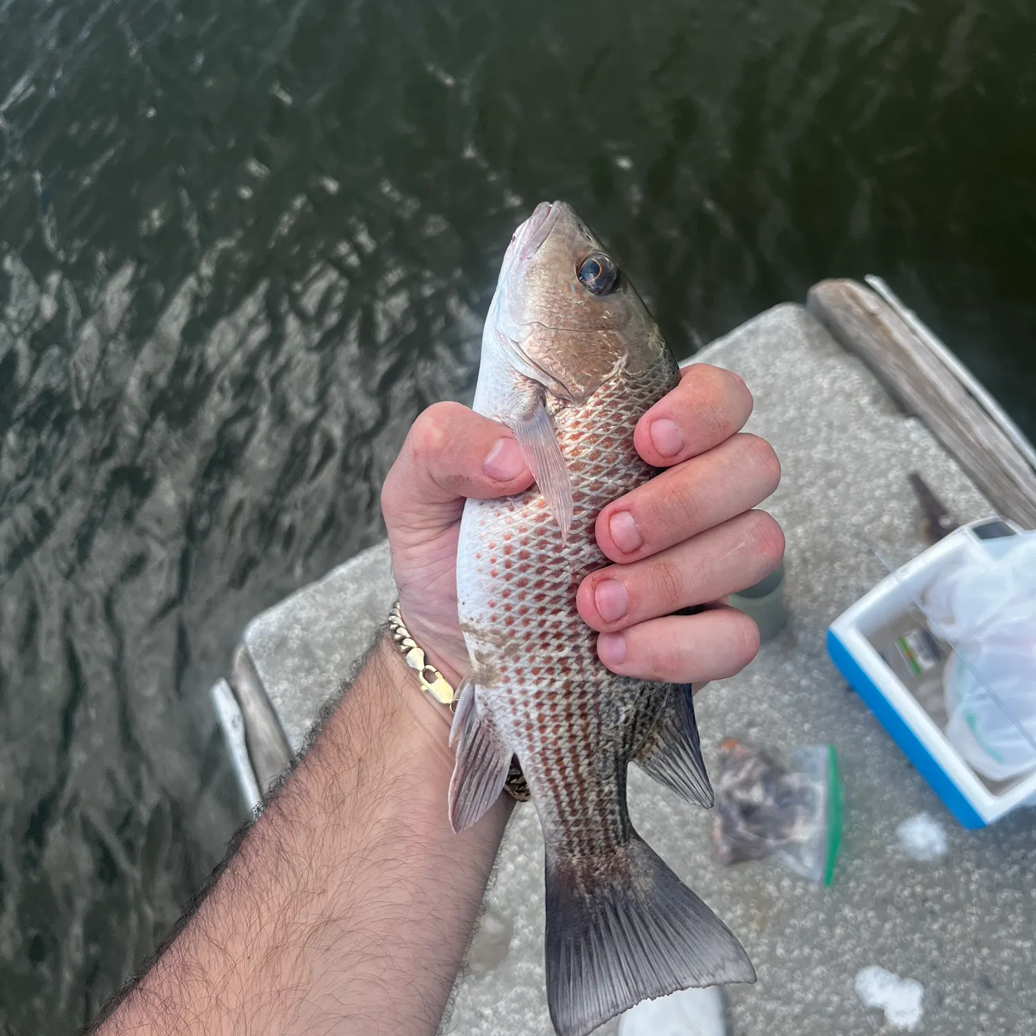 Mangrove snapper caught on Fishbrain
