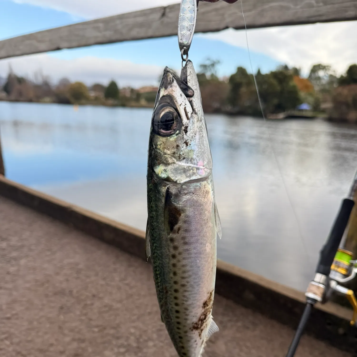 most liked catch image