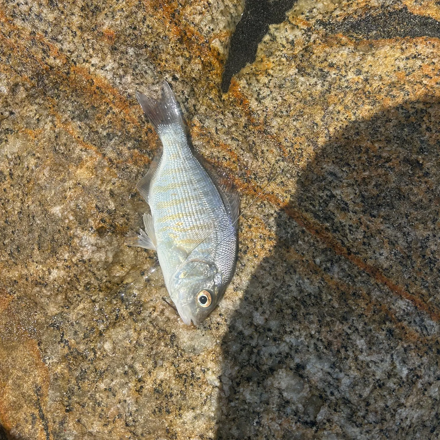 The most recent Barred surfperch catches on Fishbrain