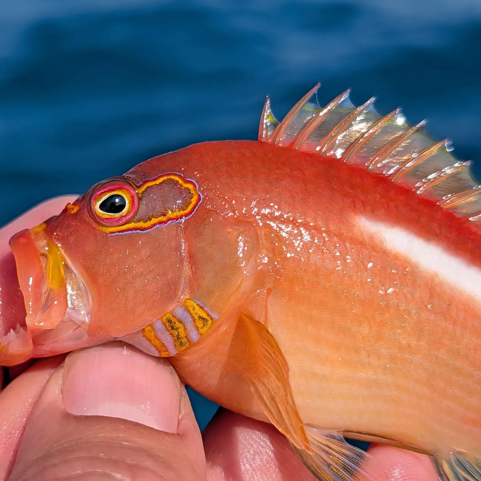 The most recent Arc-eye hawkfish catches on Fishbrain