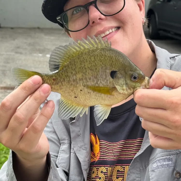 Bluegill caught on Fishbrain
